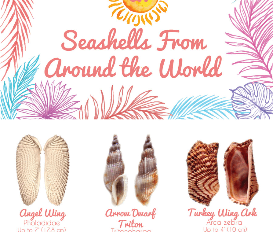 Shell Guide from all around the world